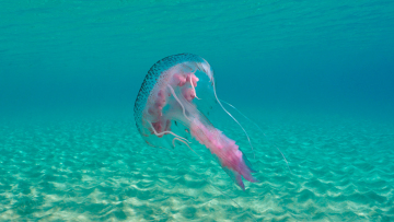 Μωβ μέδουσες: Εξαπλώνονται στις ελληνικές θάλασσες - Πότε είναι επικίνδυνο το τσίμπημά τους, οι οδηγίες του ΕΟΔΥ
