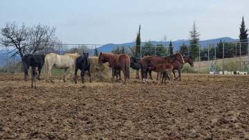 Δέλτα Έβρου: Συντονισμένη κινητοποίηση για τη διάσωση των άγριων αλόγων
