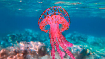 Λιγοστεύουν τα ψάρια, γεμίσαμε μωβ μέδουσες: 12+1 αλήθειες για τις τσούχτρες του καλοκαιριού που θα σας αφήσουν άναυδους