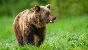 Επίθεση αρκούδας σε 80χρονο στην αυλή του σπιτιού του σε χωριό στο Ζαγόρι
