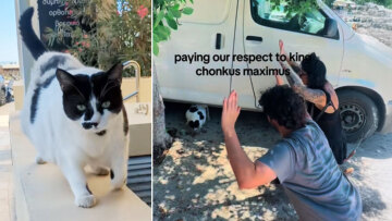 Ποιος είναι ο Chonkus Maximus, ο καλοταϊσμένος γάτος των Χανίων με χιλιάδες θαυμαστές που έγινε... τοποθεσία στο Google Maps 
