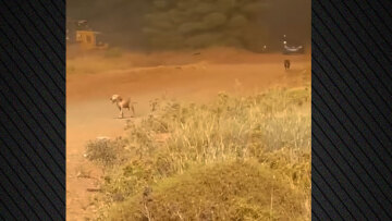 Η τεράστια προσπάθεια για να μην καεί το δημοτικό κυνοκομείο Χαλκίδας - Σκύλοι έτρεχαν να σωθούν από τη φωτιά, δείτε βίντεο
