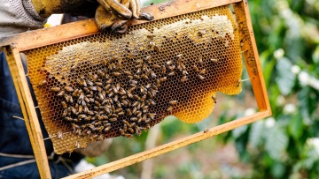 Το πιο υγιεινό μέλι δεν είναι το γλυκό: Η αλήθεια για το πικρό μέλι της Ελλάδας