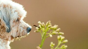 Τι πρέπει να κάνετε αν ο σκύλος σας δαγκωθεί από μυρμήγκια- Πώς θα το καταλάβετε
