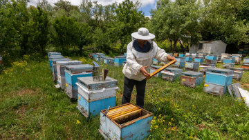 Το 50% των βιολογικών στην Κρήτη δεν δικαιούται επιδότηση, έδειξαν οι έλεγχοι
