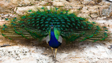 Πού θα συναντήσετε ελάφια και παγώνια, μόλις 1 ώρα από την Αθήνα