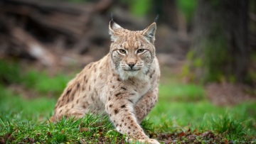 Ζωολογικός κήπος στη Δανία ζητά δωρεές κατοικίδιων για να ταΐσει τα σαρκοφάγα ζώα του