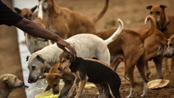 Διορία δύο μηνών από το Ανώτατο Δικαστήριο στην Ινδία για να μαζέψουν όλα τα αδέσποτα σκυλιά από το Δελχί
