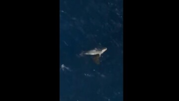 Η στιγμή που φώκια επιτίθεται σε χελώνα Caretta caretta στο λιμάνι της Σύρου - Δείτε βίντεο