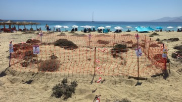 Δεύτερη φωλιά θαλάσσιας χελώνας στην Νάξο - Δείτε φωτογραφίες