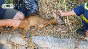 Διάσωση ζαρκαδιού ου περιπλανιόταν στην πόλη των Ιωαννίνων - Δείτε βίντεο και φωτογραφίες