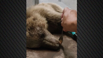 Αρκτούρος: Αισιοδοξία για την Κίρκη τη νεαρή αρκούδα που τραυματίστηκε σοβαρά σε τροχαίο