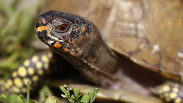 Αντιμέτωπος με φυλάκιση Κινέζος που είχε εξαγάγει 850 χελώνες μέσα σε κάλτσες
