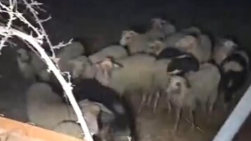 Έσπασαν καγκελόπορτα για να απεγκλωβίσουν πρόβατα στα Καμίνια - Σώθηκαν τελευταία στιγμή, δείτε βίντεο