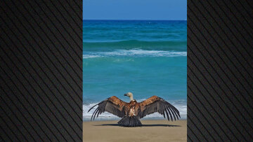 Κρήτη: Σπάνιο είδος γύπα εμφανίστηκε εξαντλημένο σε παραλία των Χανίων - Δείτε βίντεο