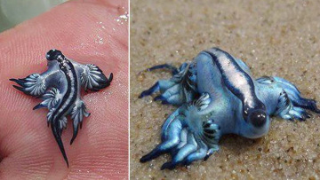 Η Ισπανία κλείνει διάσημη παραλία 11 χιλιομέτρων λόγω εμφάνισης «μπλε δράκων»