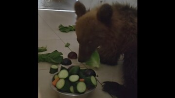 Το αρκουδάκι που τραυματίστηκε σε τροχαίο στην Καστοριά αναρρώνει βήμα βήμα - Δείτε βίντεο