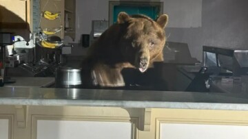 Πελώρια καφέ αρκούδα εισέβαλε σε παγωτατζίδικο στην Καλιφόρνια - Δείτε φωτογραφίες