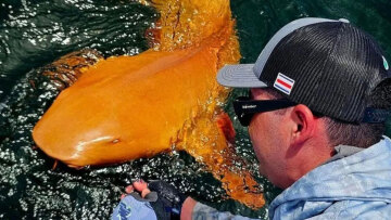 Σπάνιος φωτεινός πορτοκαλί καρχαρίας με λευκά μάτια εντοπίστηκε στην Κόστα Ρίκα - Βίντεο