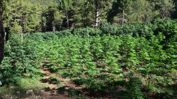 Εντοπίστηκε φυτεία με περισσότερα από 2.012 δενδρύλλια κάνναβης στο Ξυλόκαστρο