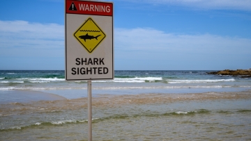 Αυστραλία: Σέρφερ υπέκυψε στα τραύματα που υπέστη από επίθεση μεγάλου καρχαρία