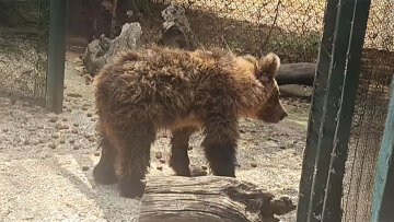Η Κίρκη, το αρκουδάκι που τραυματίστηκε σε τροχαίο, αναρρώνει και επιστρέφει στο φυσικό της περιβάλλον