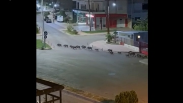 Αγριογούρουνα έκαναν «επέλαση» στην πόλη της Λιβαδειάς - Δείτε βίντεο 