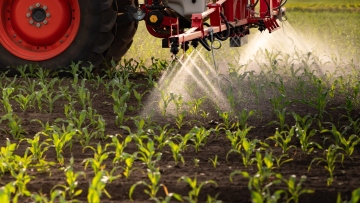 Το πασίγνωστο φαρμακευτικό φυτό για δυνατή μνήμη – Πολύτιμος σύμμαχος κατά της άνοιας