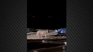 Μεγάλη κινητοποίηση για τον λύκο που επιτέθηκε στο κοριτσάκι στη Χαλκιδική, στόχος η σύλληψη ή θανάτωση του ζώου