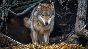 Ανησυχία μετά την επίθεση λύκου σε 5χρονη στη Χαλκιδική - Πόσο απειλητικά είναι τα άγρια ζώα στην Ελλάδα