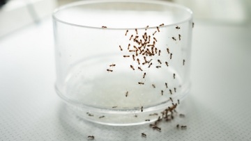 Μυρμήγκια στην κουζίνα: Πώς θα απαλλαγείτε από αυτά
