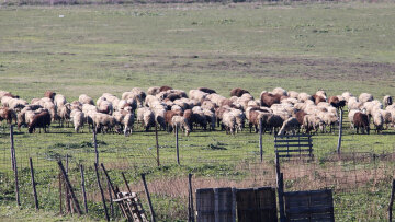 Έκτακτα μέτρα για την αντιμετώπιση της ευλογιάς των αιγοπροβάτων -  153 κτηνίατροι και ειδικοί στις περιοχές με κρούσματα, απολυμάνσεις σε όλη τη Θεσσαλία
