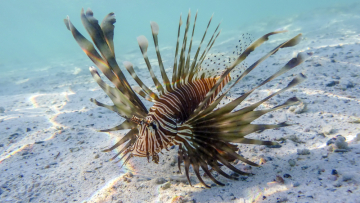 «Καμπανάκι» για τη Μεσόγειο: Νέο μοντέλο προβλέπει την εισβολή τοξικών ψαριών λόγω κλιματικής αλλαγής