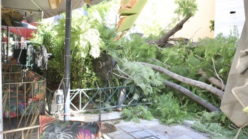 Αυτόπτης μάρτυρας μιλά για την πτώση δέντρου στο κέντρο της Αθήνας: «Ήταν σάπιο, είχαμε ενημερώσει τον Δήμο»
