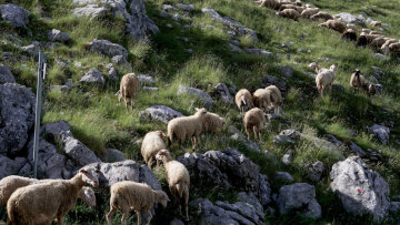 Θεσσαλονίκη: Πάνω από 350 εκατ. ευρώ οι ζημιές από την ευλογιά στους 14 μήνες