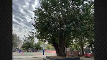 Η ιστορική μουριά της Θεσσαλονίκης που μετρά 250 χρόνια - Από τον τενεκεδομαχαλά της Ξηροκρήνης στην αυλή των Δημόσιων Ωνάσειων Σχολείων