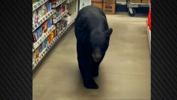 Αρκούδα επιτέθηκε σε 90χρονη σε κατάστημα στο Νιού Τζέρσεϊ - Η αστυνομία τη σκότωσε για λόγους ασφαλείας, δείτε βίντεο