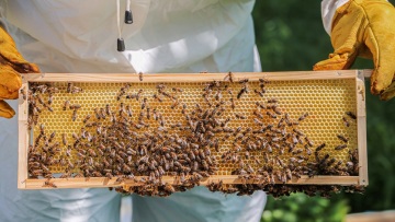 Ελληνικό μέλι vs Manuka: Ποιο είναι πραγματικά πιο δυνατό superfood;