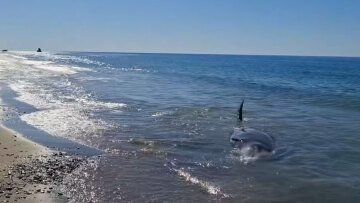 Ηράκλειο: Νεκρή φάλαινα ξεβράστηκε σε παραλία στον Κερατόκαμπο