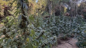 Συνελήφθη άνδρας που καλλιεργούσε κάνναβη σε δασική περιοχή στη Φθιώτιδα 