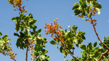 Το Φιστίκι Μεγάρων: Παράδοση γενεών και καινοτομία