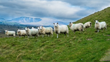 Ανοιχτό το θέμα του lockdown για τα αιγοπρόβατα λόγω της ευλογιάς – Σύσκεψη τη Δευτέρα 