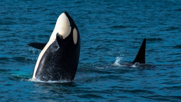 Τι απέγινε η όρκα από το «Free Willy»; Η απίστευτη ιστορία του Κέικο που δεν μπόρεσε τελικά να ζήσει στη θάλασσα που γεννήθηκε