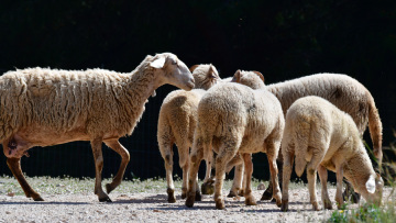Ξεκινά η ενεργοποίηση ιδιωτών κτηνιάτρων για την αντιμετώπιση της ευλογιάς