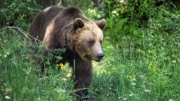 Ο «Αρκτούρος» της Βουλγαρίας 