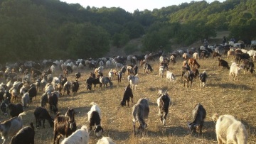 Κρούσμα καταρροϊκού πυρετού σε μονάδα εκτροφής αιγοπροβάτων στη Μεσσηνία