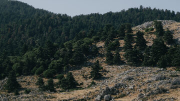 Ανάβαση στα έλατα του Αίνου στην Κεφαλονιά 
