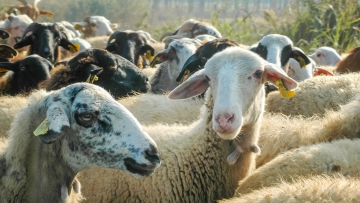 Ευλογιά προβάτων: Μετέφερε παράνομα 200 πρόβατα και συνελήφθη στη Ναύπακτο