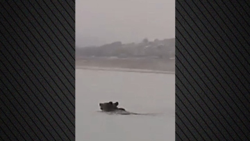 Κοζάνη: Αρκούδα διέσχισε κολυμπώντας τη λίμνη Πολυφύτου