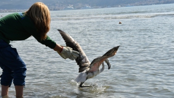 Ναύπλιο: Απελευθέρωση ενός νεαρού φλαμίνγκο στον Υγρότοπο της νέας Κίου